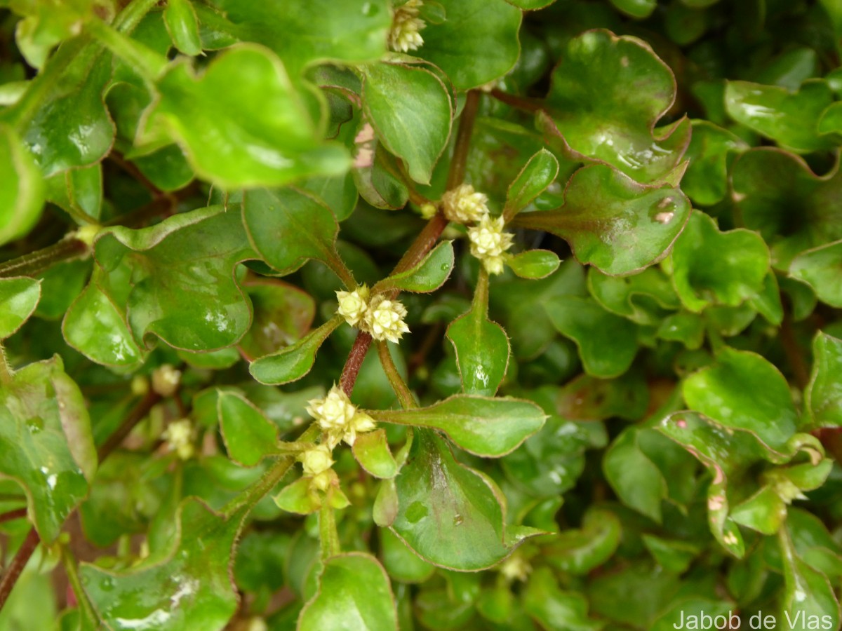 Alternanthera bettzickiana (Regel) G.Nicholson